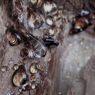 Bvlgari Man In Wood Essence Eau de Parfum 60 ml