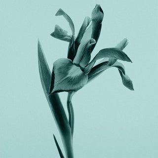 Tiffany & Co Eau de Parfum 30 ml